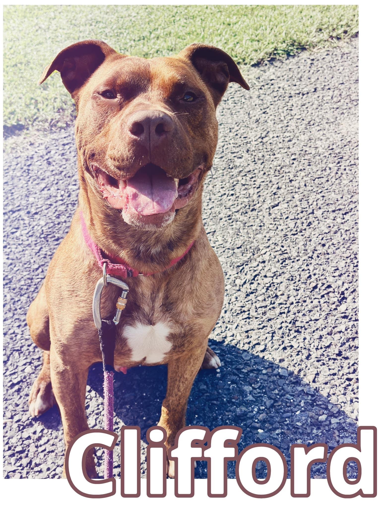 Enlarge Clifford, a Adoptable American Staffordshire Terrier in Mendham, NJ image 3/6