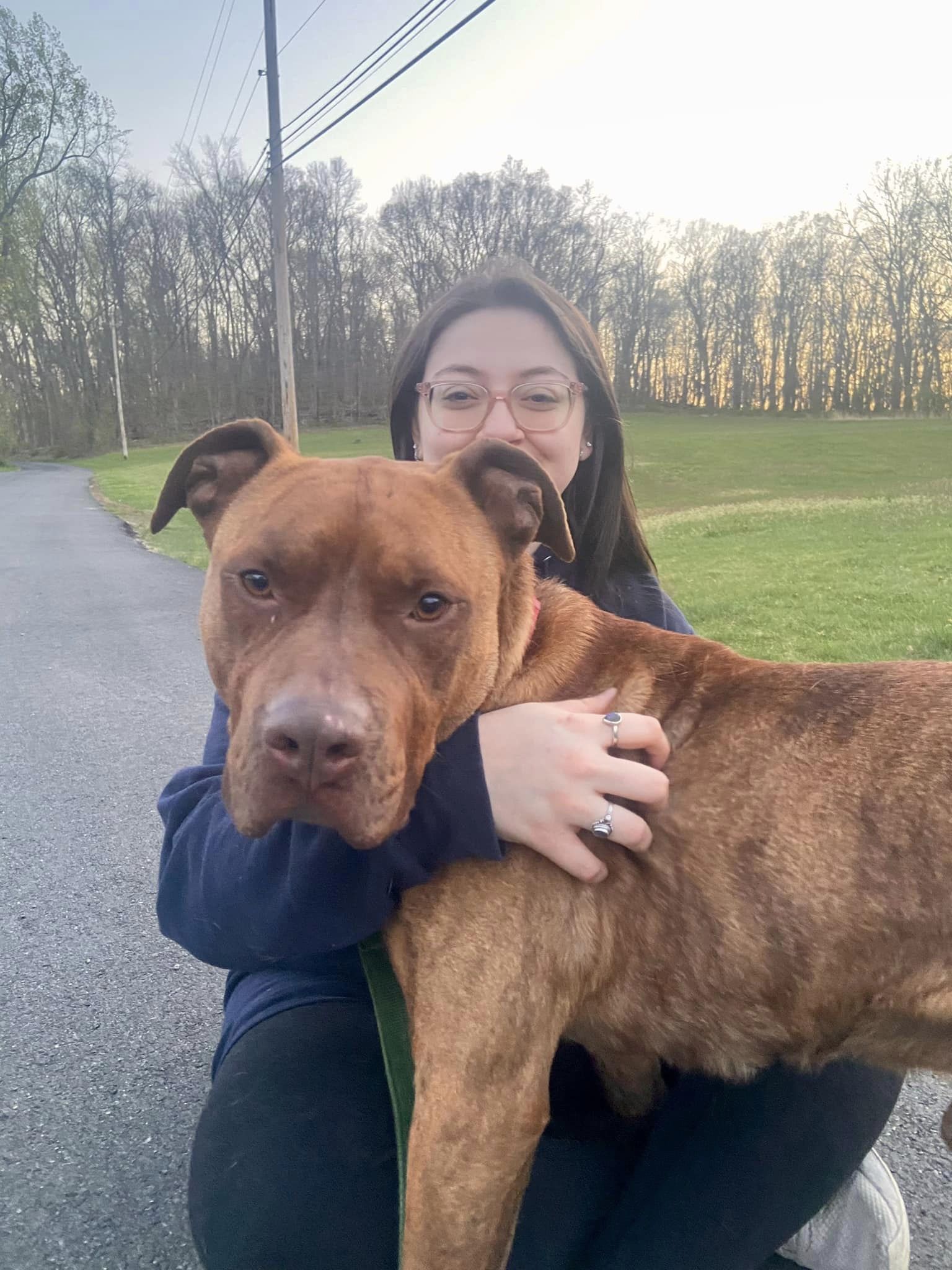 Enlarge Clifford, a Adoptable American Staffordshire Terrier in Mendham, NJ image 6/6