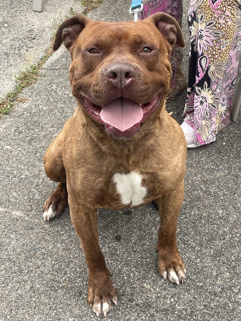 Enlarge Clifford, a Adoptable American Staffordshire Terrier in Mendham, NJ image 5/6