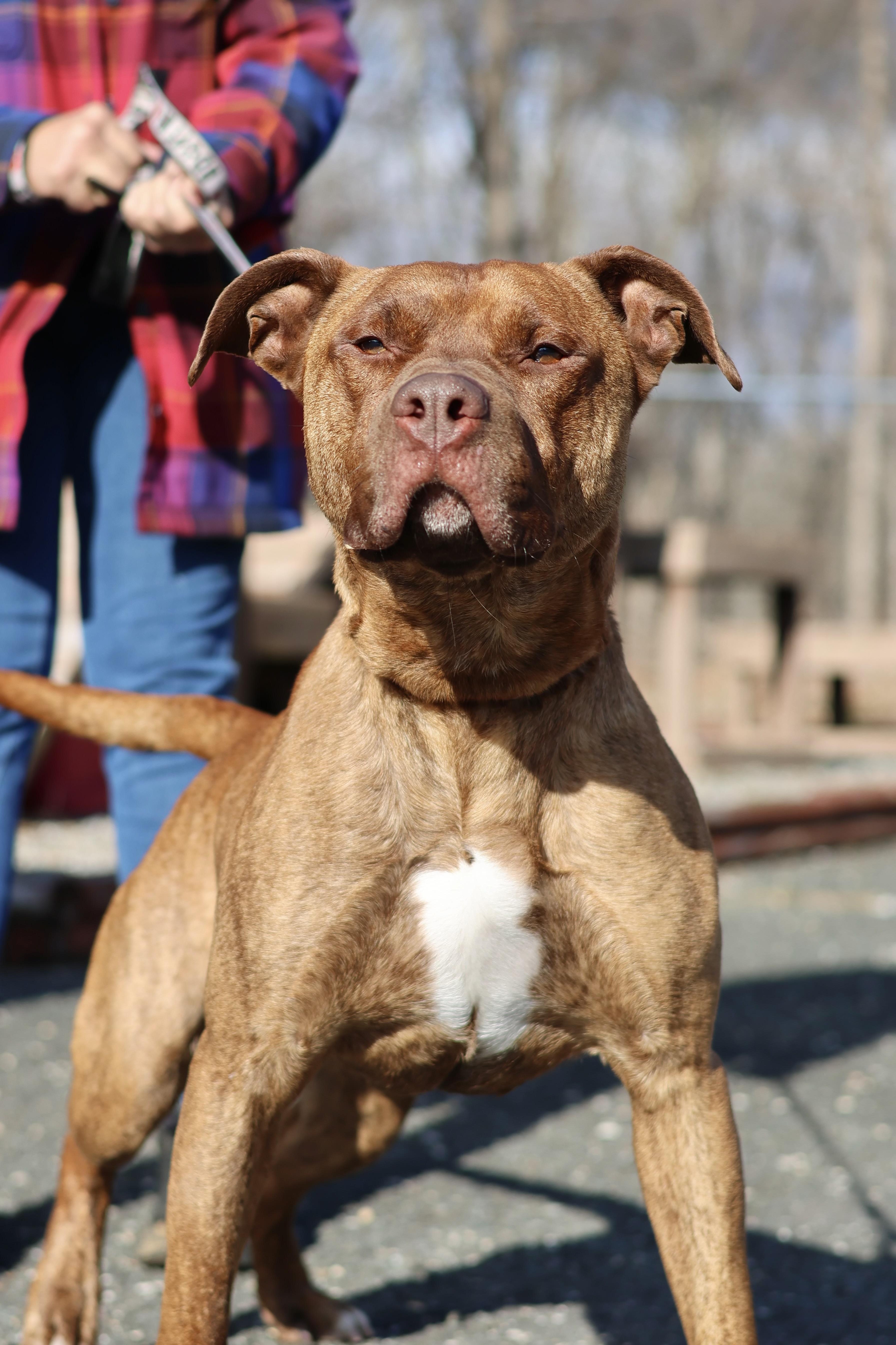 Enlarge Clifford, a Adoptable American Staffordshire Terrier in Mendham, NJ image 2/6