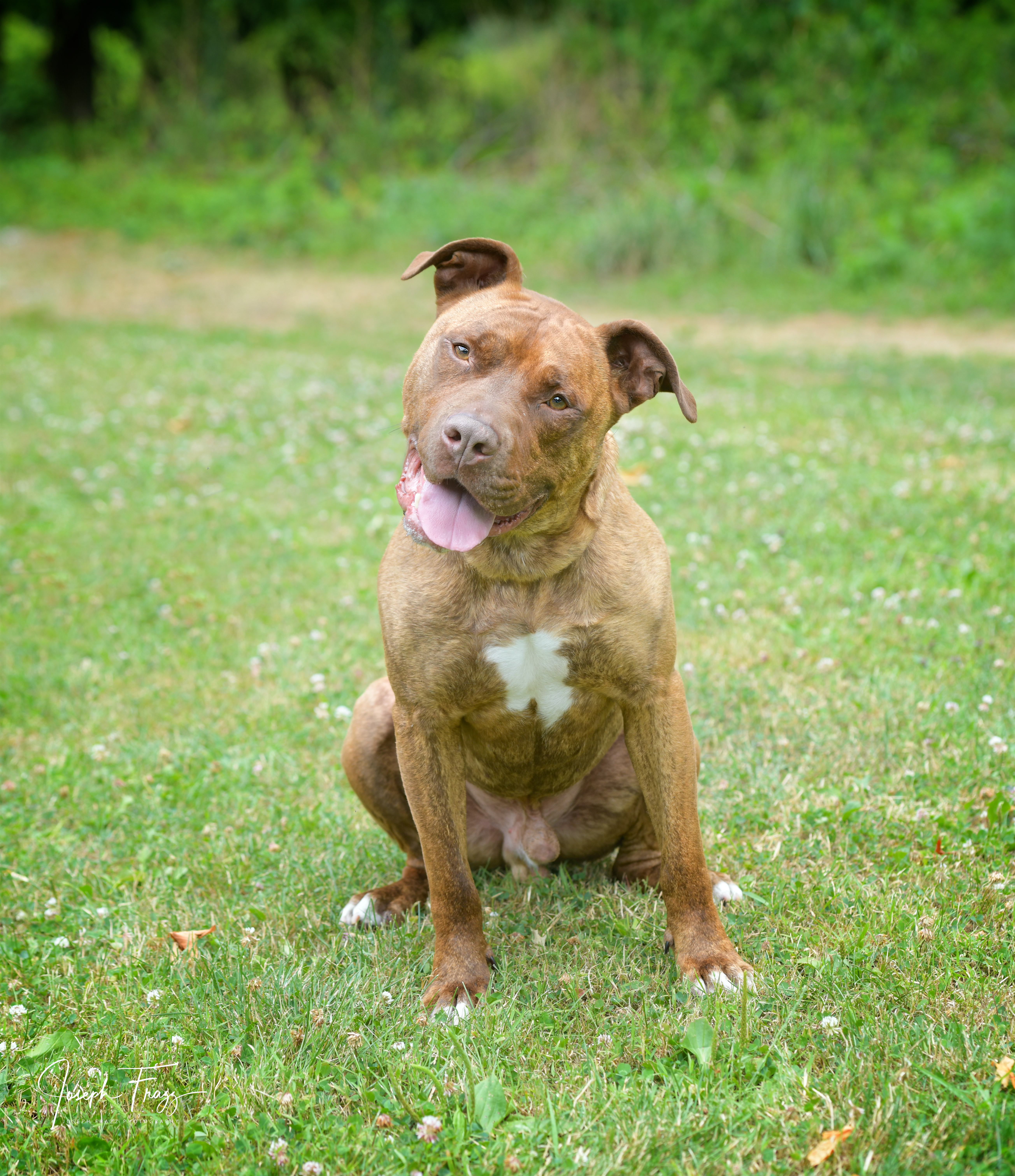 Enlarge Clifford, a Adoptable American Staffordshire Terrier in Mendham, NJ image 1/6