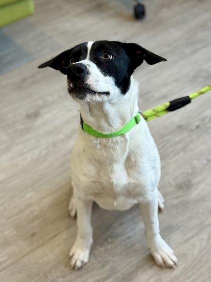 Enlarge Bartlebee, a ADOPTABLE mixed breed in Downers Grove, IL image 2/5