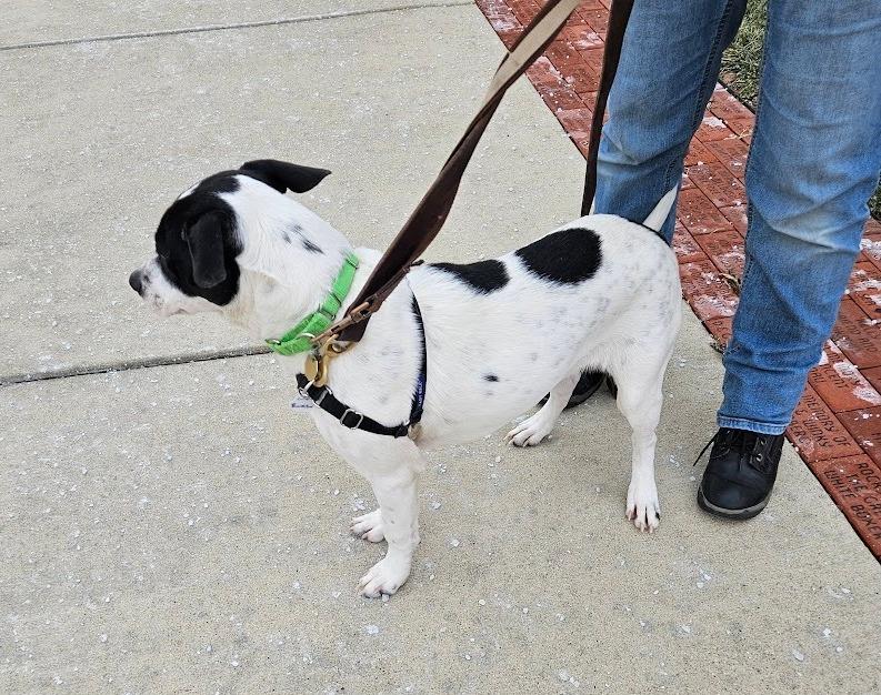 Enlarge Bartlebee, a ADOPTABLE mixed breed in Downers Grove, IL image 5/5