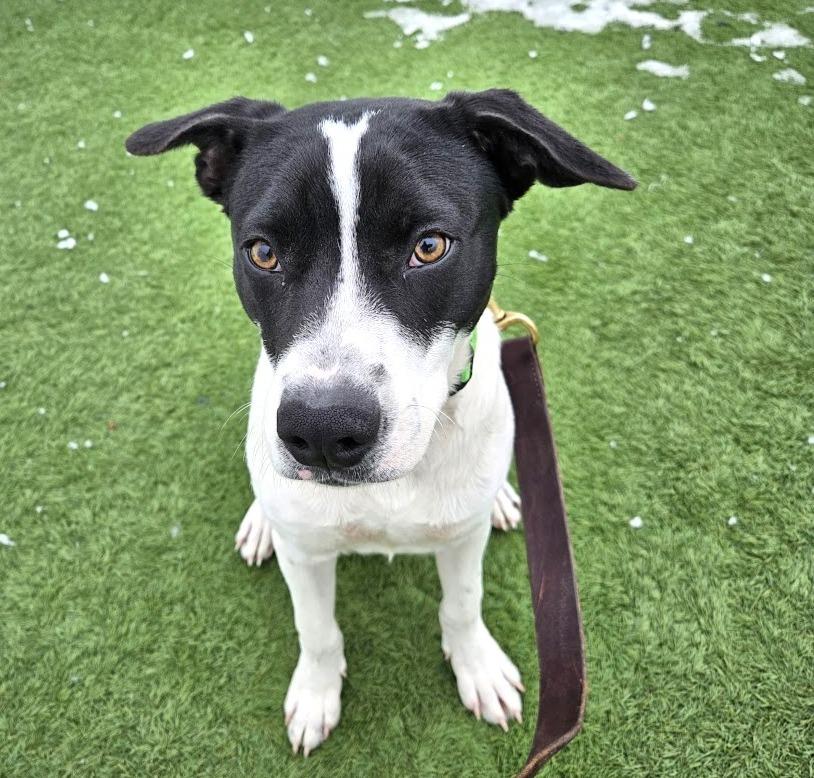 Enlarge Bartlebee, a ADOPTABLE mixed breed in Downers Grove, IL image 1/5