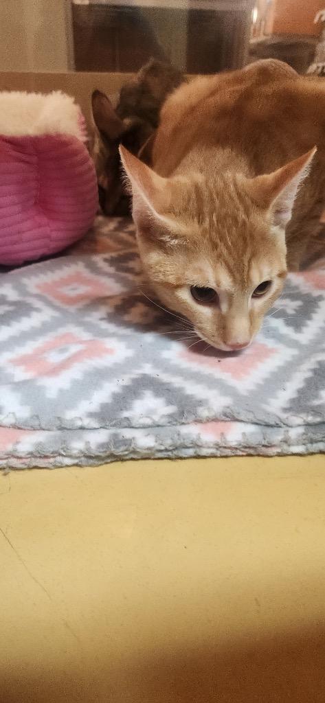 Leo, Adopted, Young Male Domestic Short Hair.