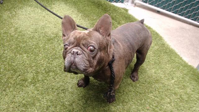 Enlarge CASH, a Adoptable French Bulldog in Downey, CA image 1/1