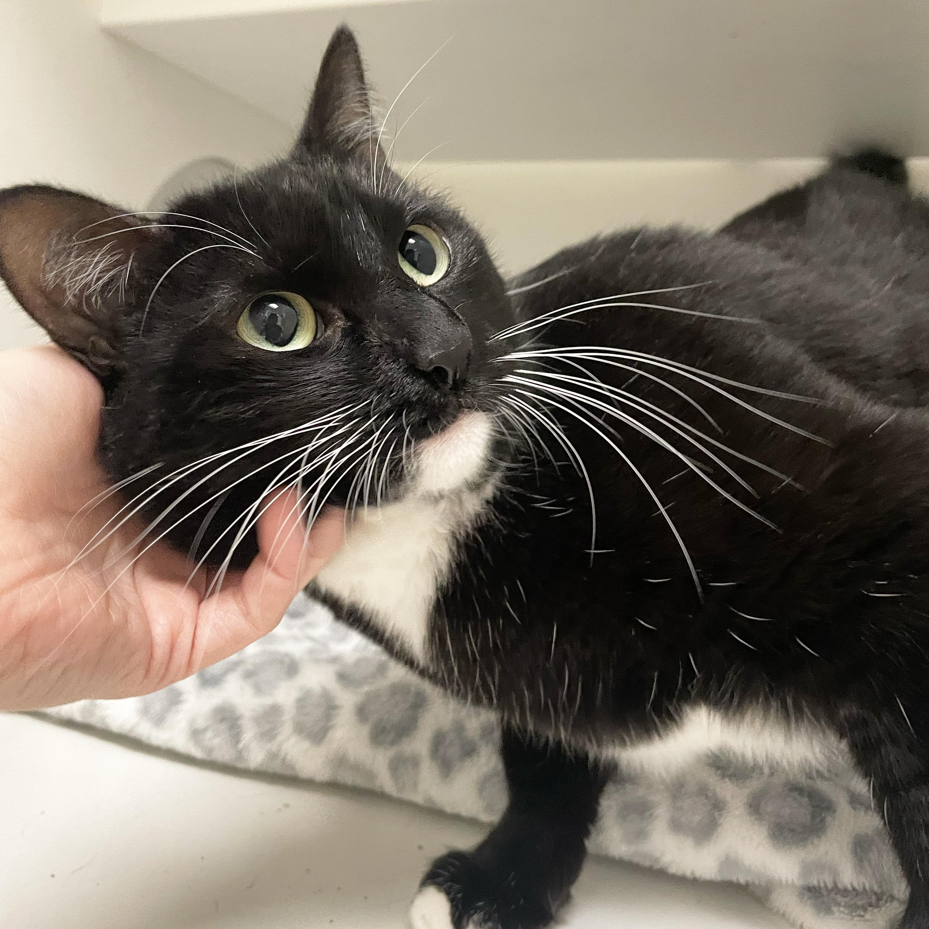 Peepers, a Adopted Domestic Short Hair in Walnut Creek, CA image 1/4