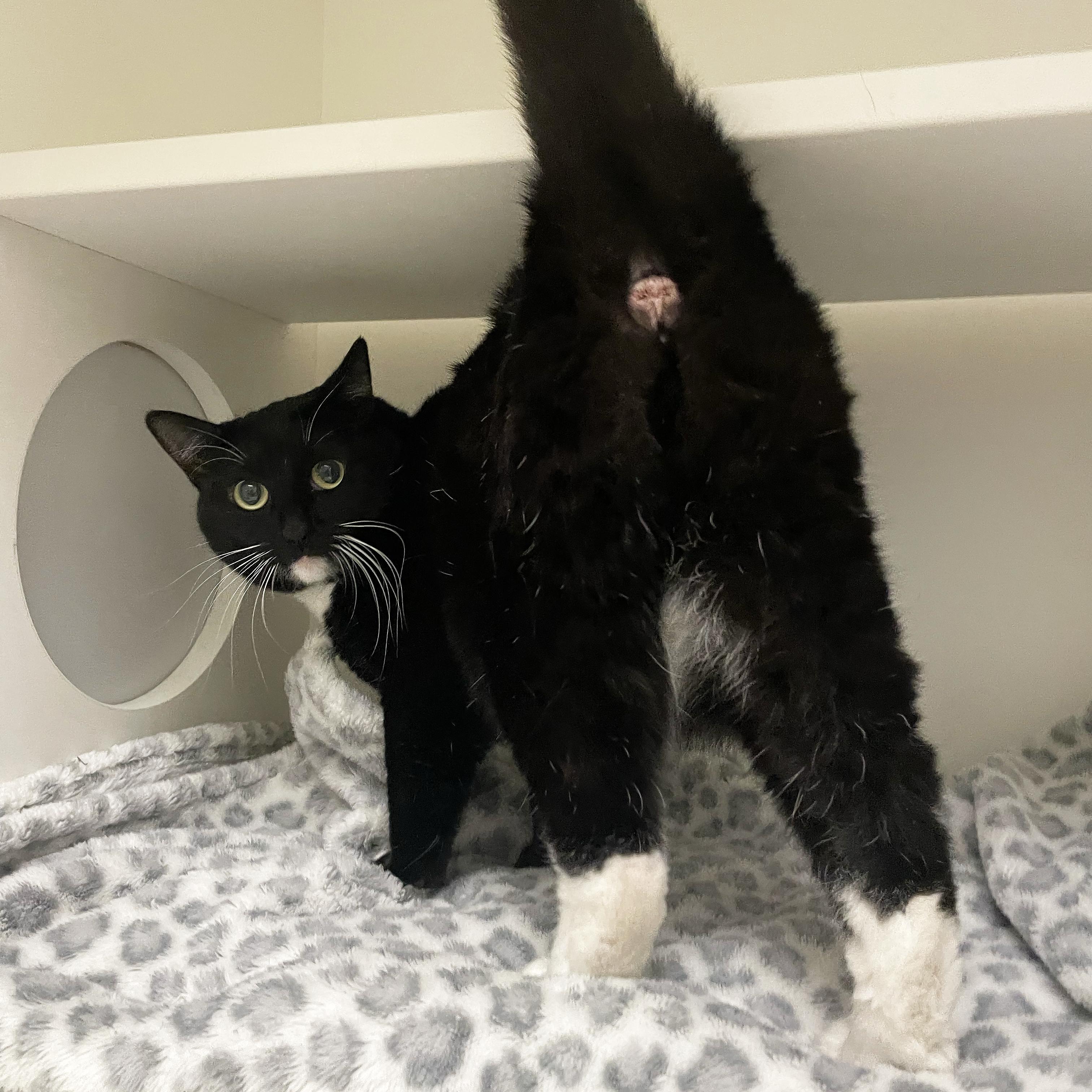 Peepers, a Adopted Domestic Short Hair in Walnut Creek, CA image 3/4