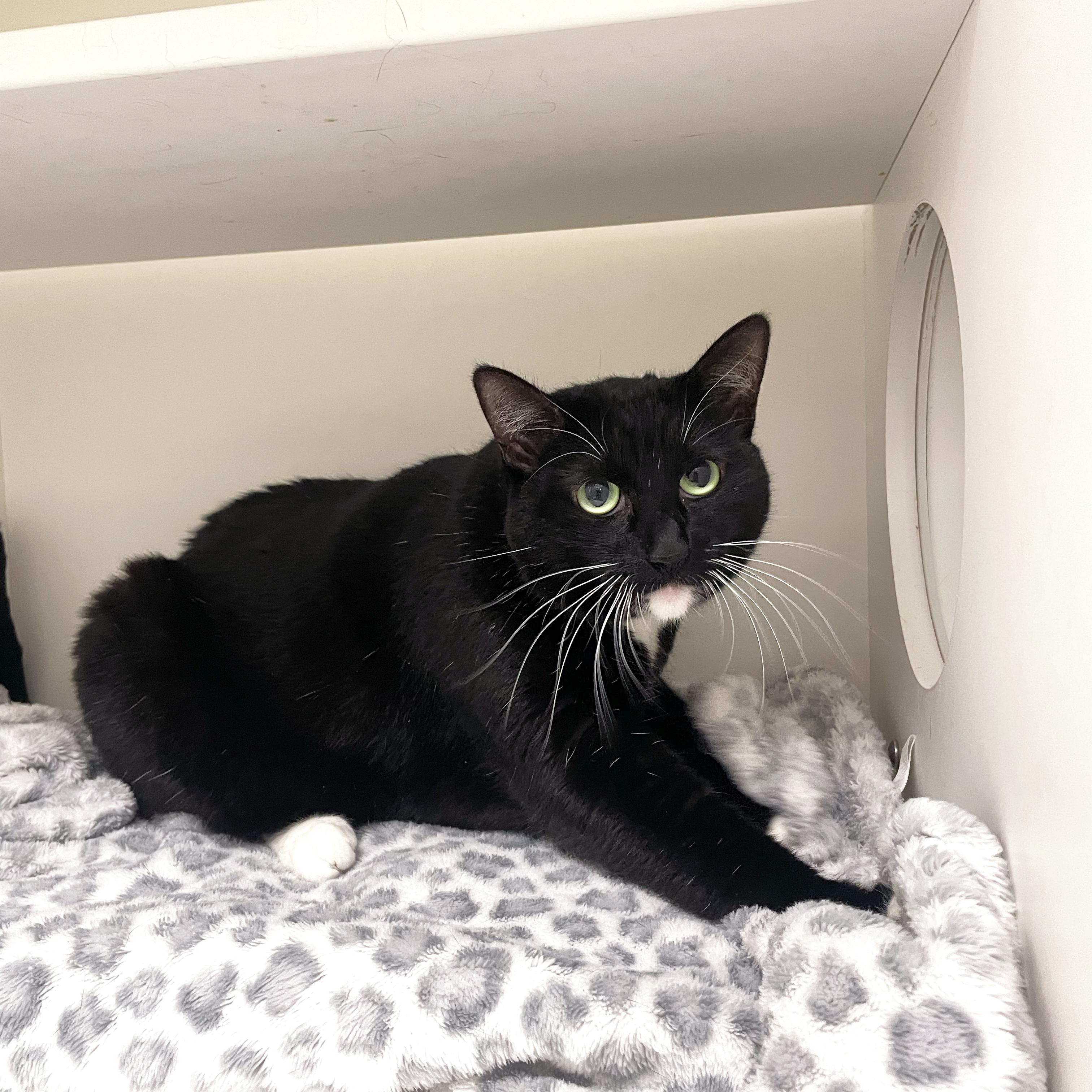 Peepers, a Adopted Domestic Short Hair in Walnut Creek, CA image 2/4