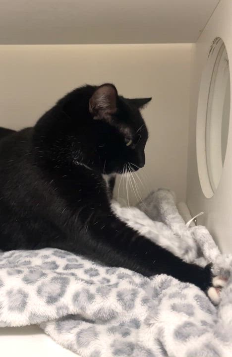 Enlarge Peepers, a Adopted Domestic Short Hair in Walnut Creek, CA video 4/4