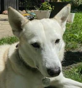 Huck, Adoptable, Adult Male Klee Kai.