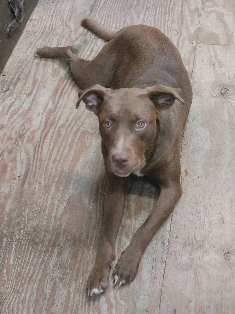 Enlarge Koko, a Adopted mixed breed in Little River, SC image 1/3