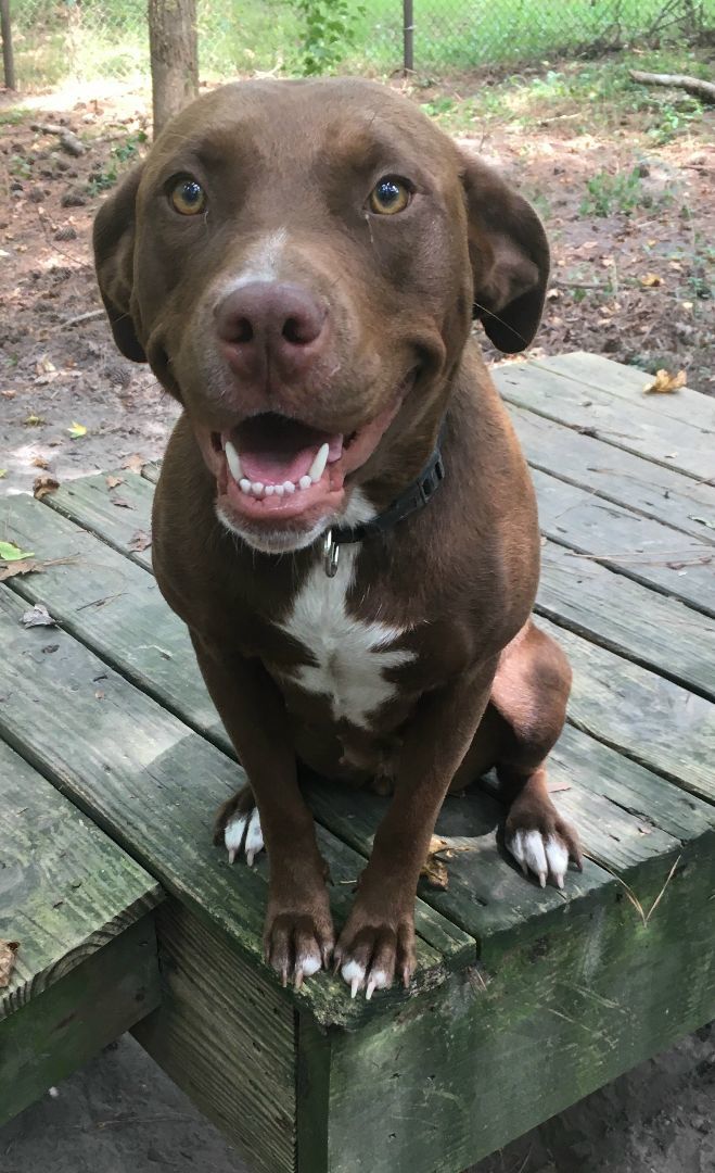 Enlarge Koko, a Adopted mixed breed in Little River, SC image 2/3