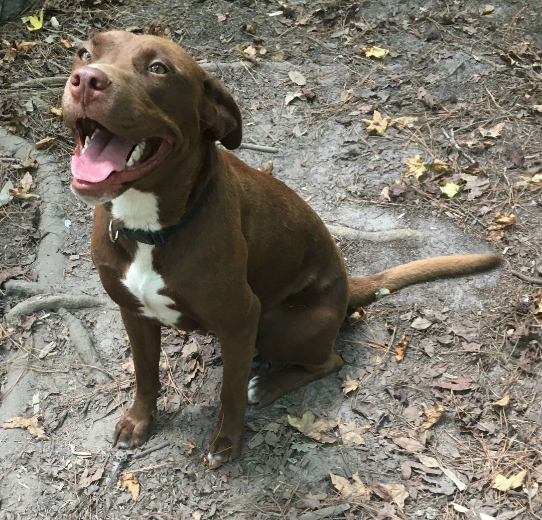Enlarge Koko, a Adopted mixed breed in Little River, SC image 3/3