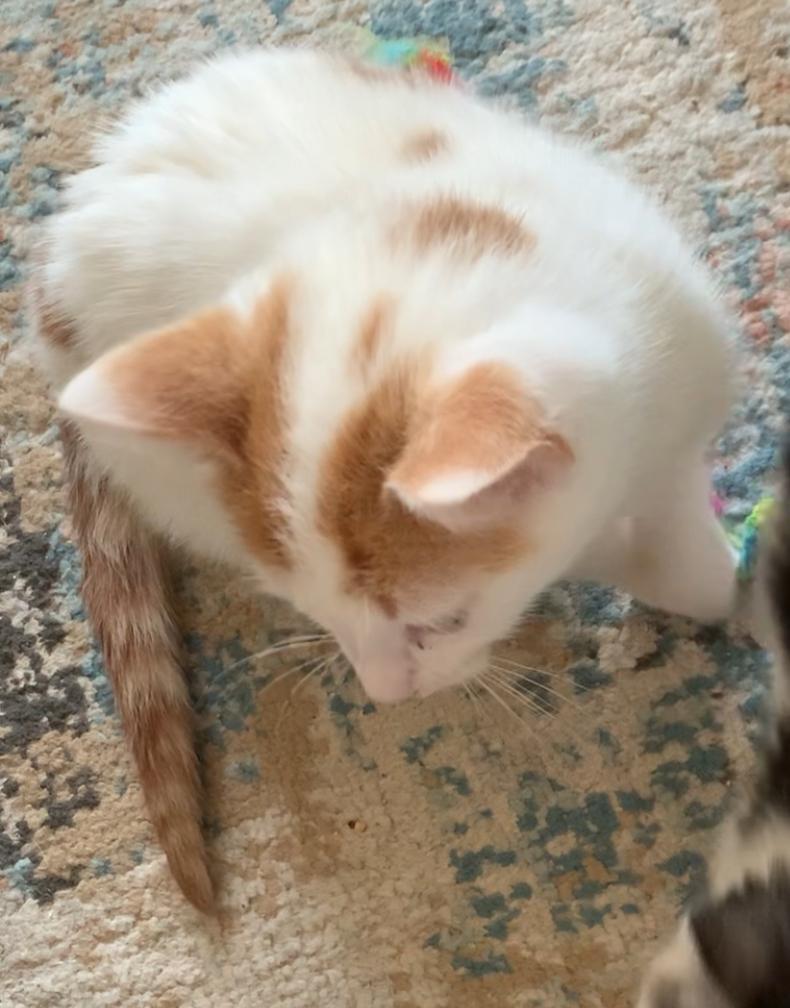 Quebec, Adopted, Young Male Domestic Short Hair.