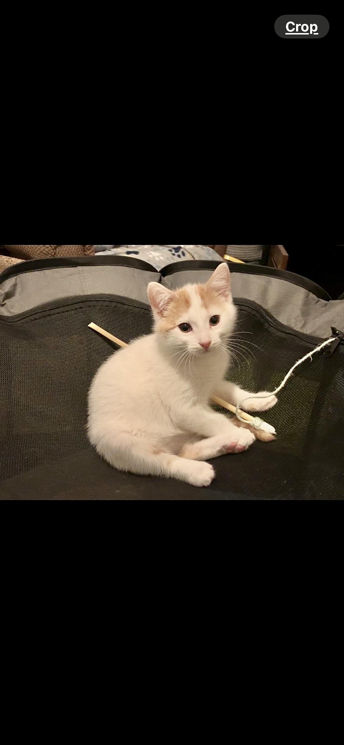 Enlarge Quebec, a Adopted mixed breed in Hershey, PA image 2/6