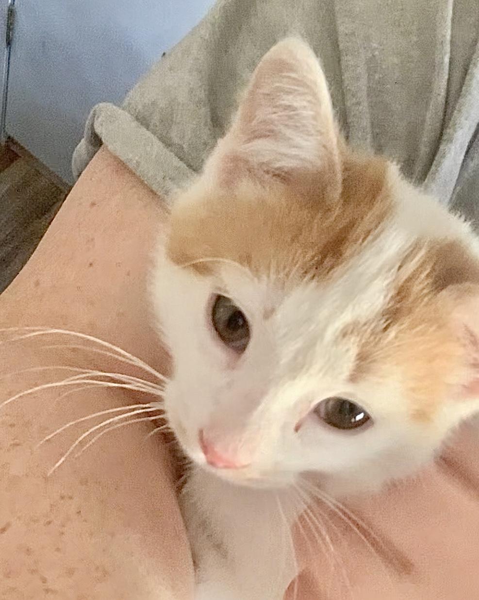 Enlarge Quebec, a Adopted mixed breed in Hershey, PA image 3/6