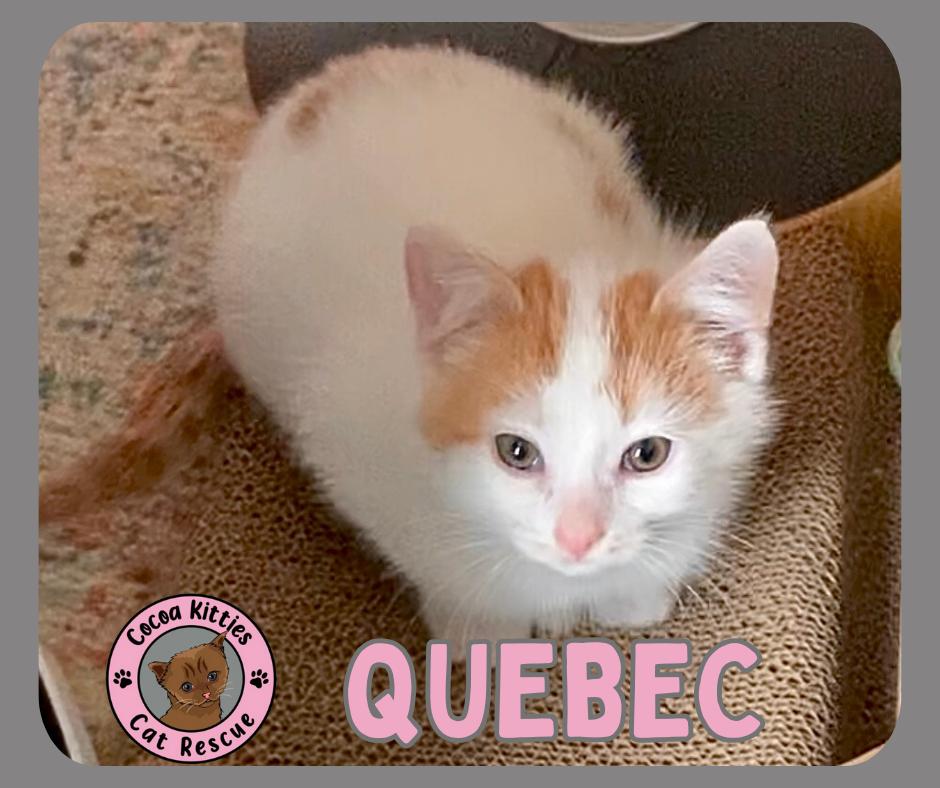 Enlarge Quebec, a Adopted mixed breed in Hershey, PA image 4/6