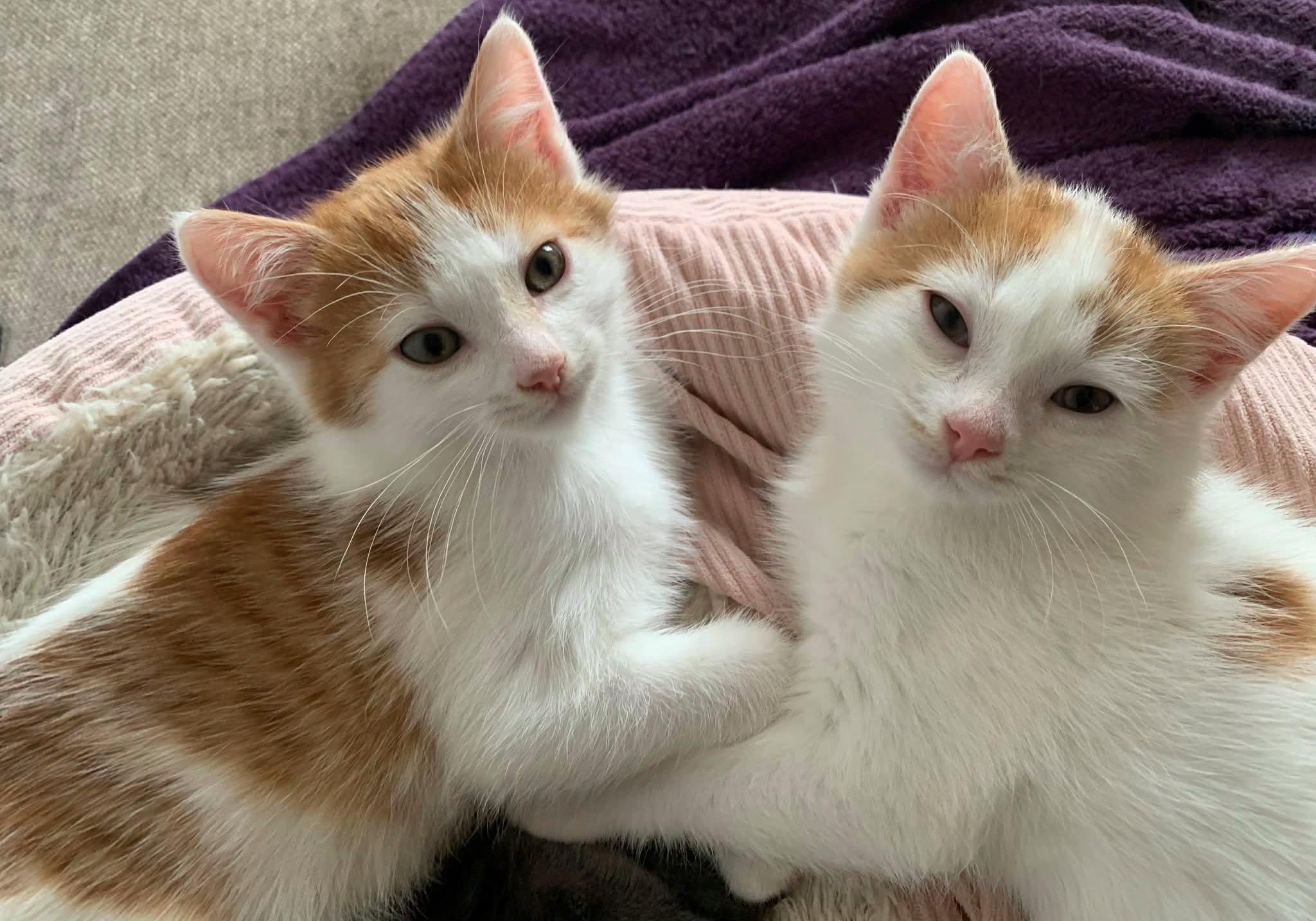 Enlarge Quebec, a Adopted mixed breed in Hershey, PA image 5/6