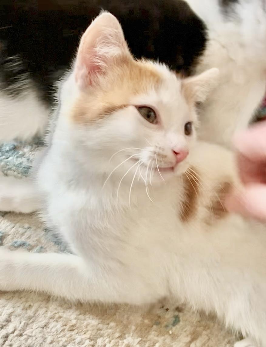 Enlarge Quebec, a Adopted mixed breed in Hershey, PA image 6/6