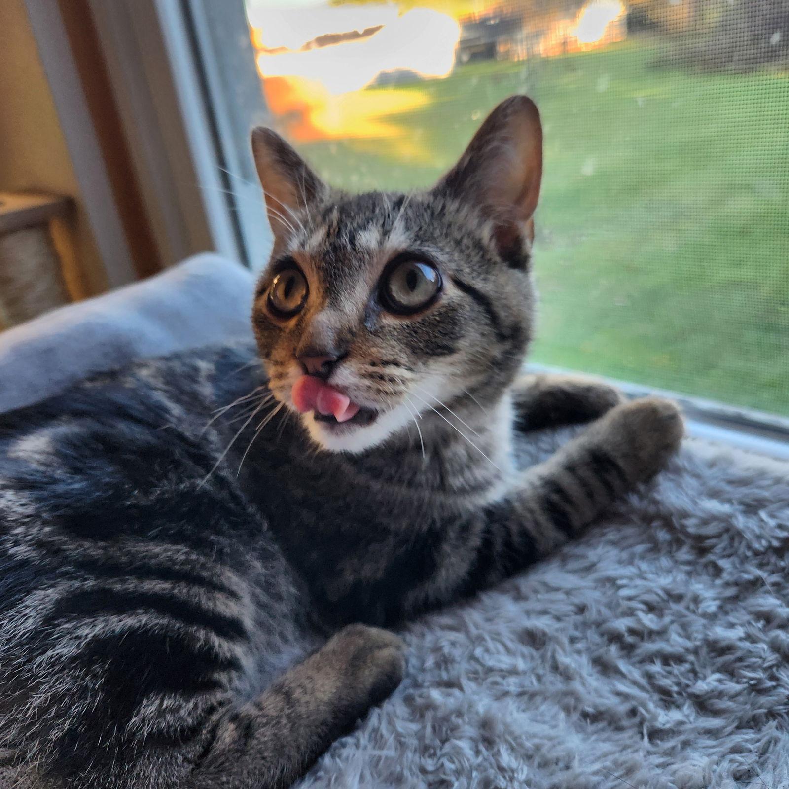 Enlarge Chester, a Adopted Domestic Short Hair in Burton, MI image 2/3