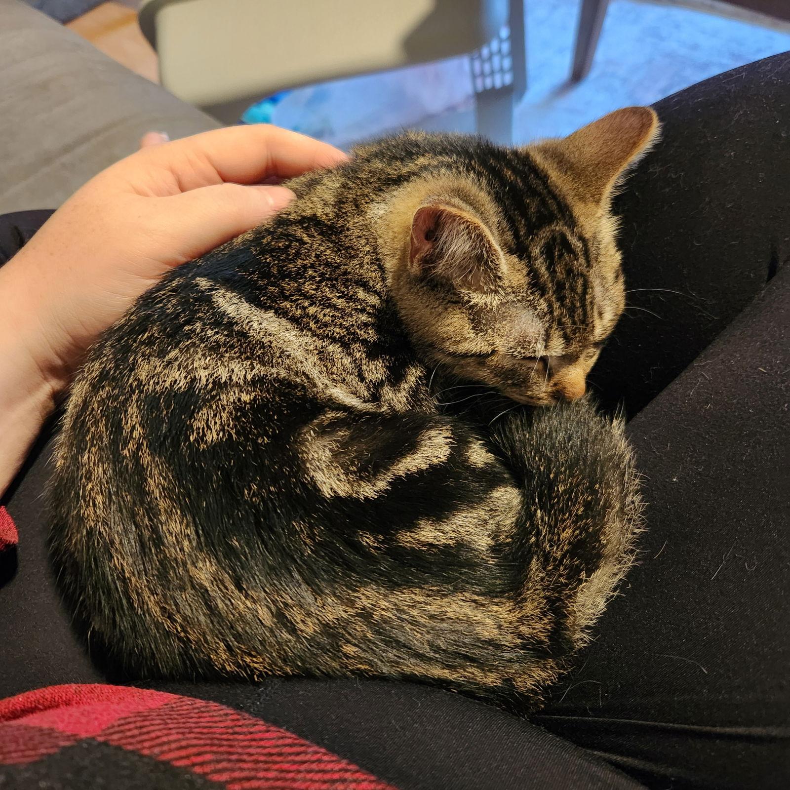 Enlarge Chester, a Adopted Domestic Short Hair in Burton, MI image 3/3