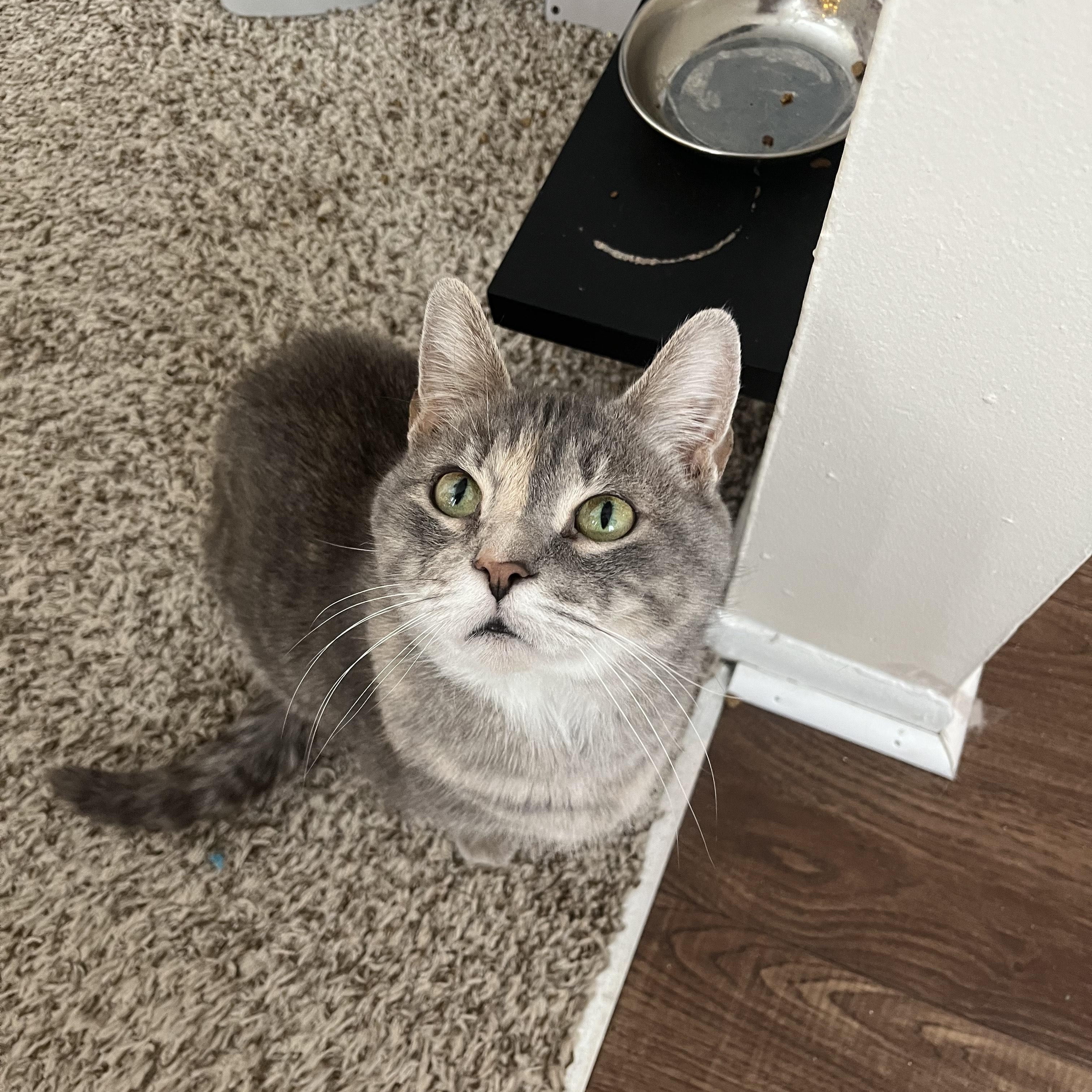 Sammie  Courtesy Listed thumbnail 3