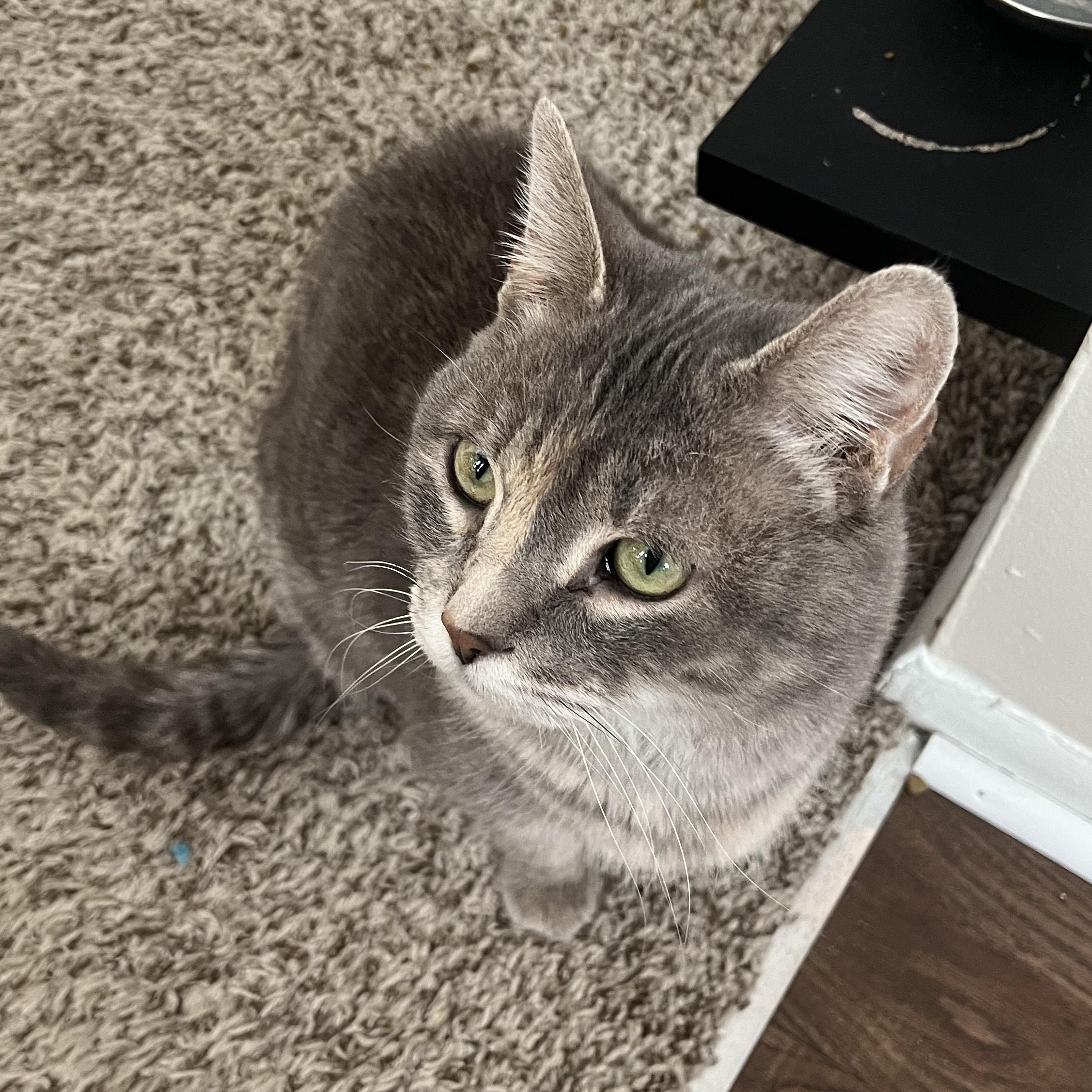 Sammie  Courtesy Listed thumbnail 4