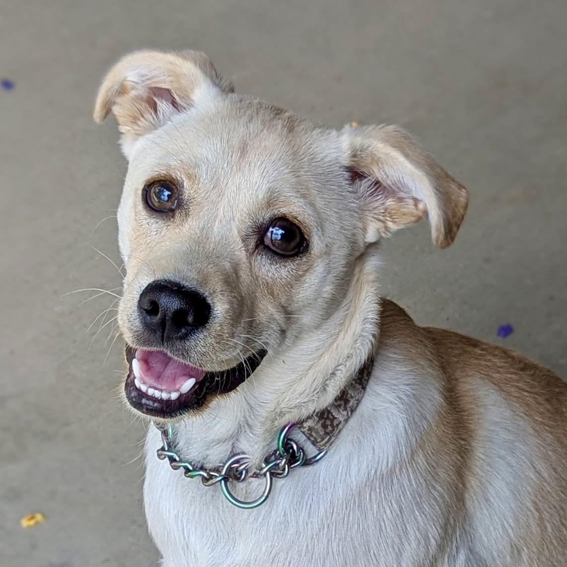 Enlarge Dibbs, a ADOPTABLE mixed breed in Gilbert, AZ image 2/4