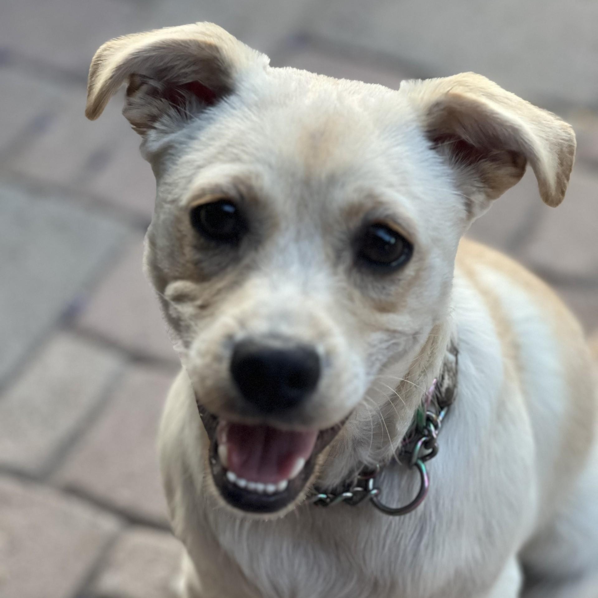 Enlarge Dibbs, a ADOPTABLE mixed breed in Gilbert, AZ image 3/4