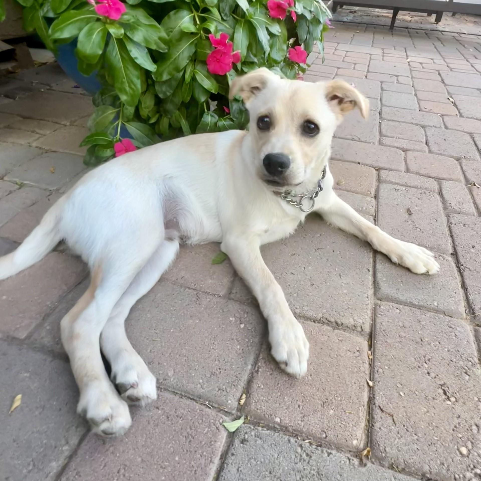 Dibbs, ADOPTABLE, Young Male Labrador Retriever & Pug.