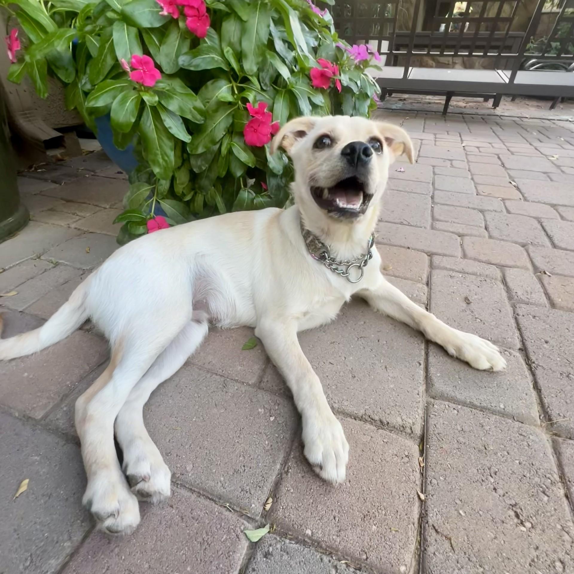 Enlarge Dibbs, a ADOPTABLE mixed breed in Gilbert, AZ image 4/4