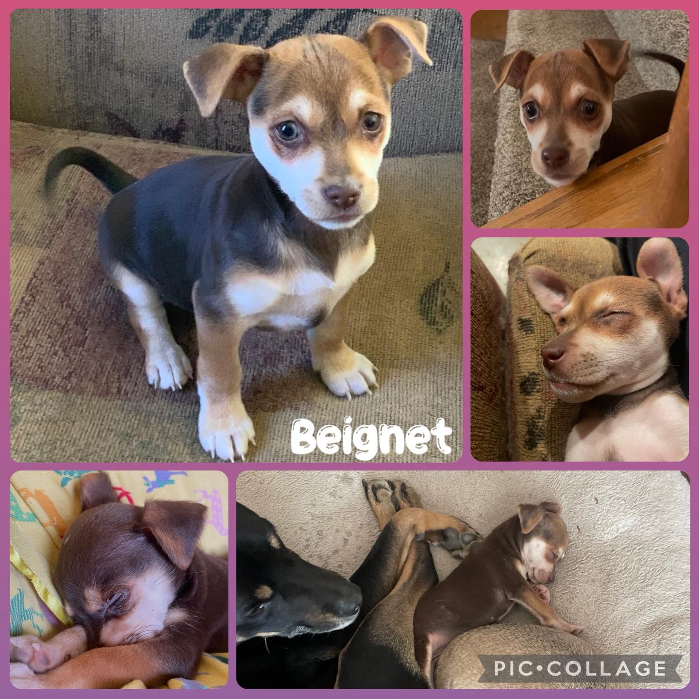 Enlarge Beignet, a ADOPTABLE mixed breed in Orangevale, CA image 1/1
