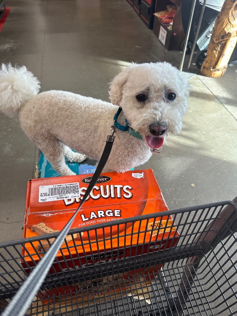 Enlarge Parker, a Adoptable mixed breed in Knightsen, CA image 2/6