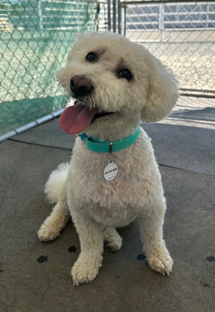 Parker, Adoptable, Adult Male Poodle & Bichon Frise.