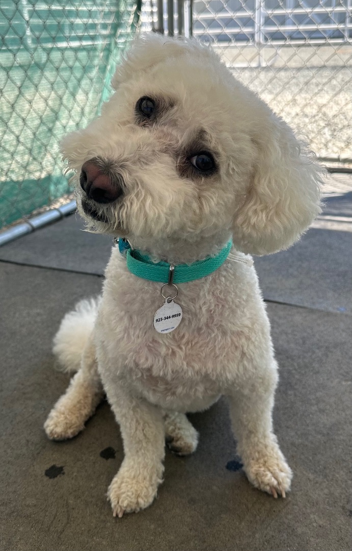 Enlarge Parker, a Adoptable mixed breed in Knightsen, CA image 4/6