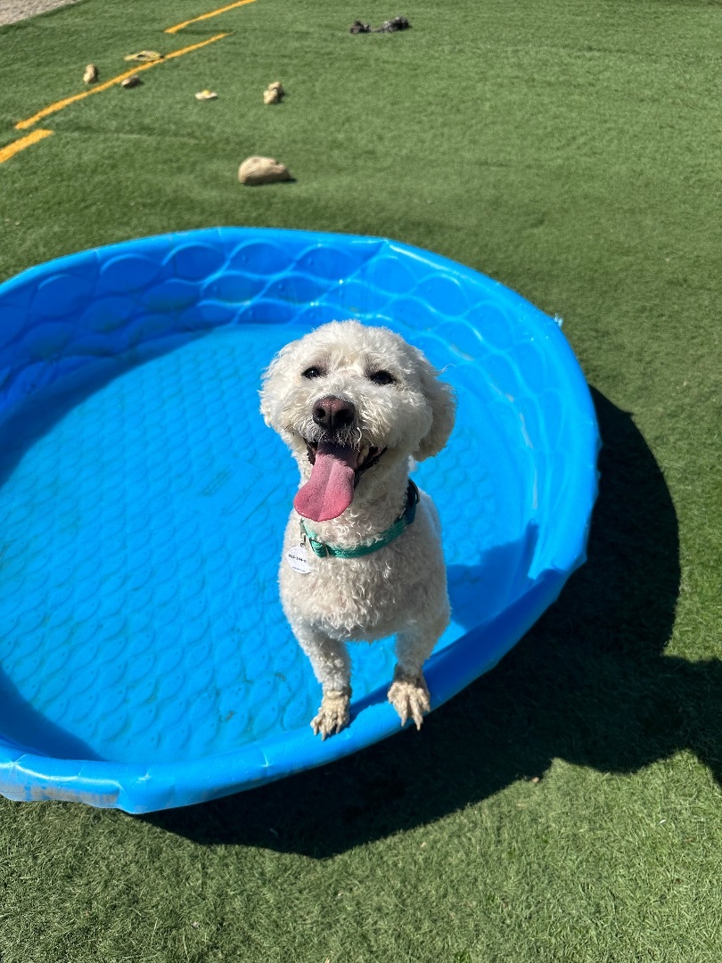 Enlarge Parker, a Adoptable mixed breed in Knightsen, CA image 6/6