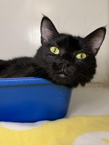 Eve, Adoptable, Adult Female Domestic Short Hair & Domestic Short Hair.
