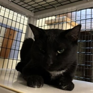 McKinnon, an adopted Domestic Short Hair in Braintree, MA image 5/5