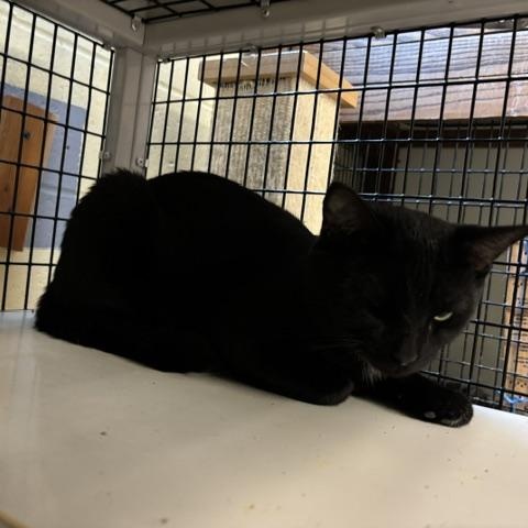 McKinnon, an adopted Domestic Short Hair in Braintree, MA image 3/5
