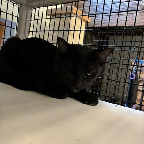 McKinnon, an adopted Domestic Short Hair in Braintree, MA image 2/5