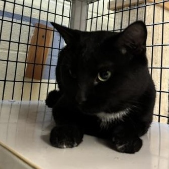 McKinnon, an adopted Domestic Short Hair in Braintree, MA image 4/5