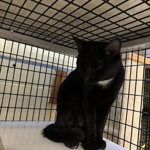 McKinnon, an adopted Domestic Short Hair in Braintree, MA image 1/5
