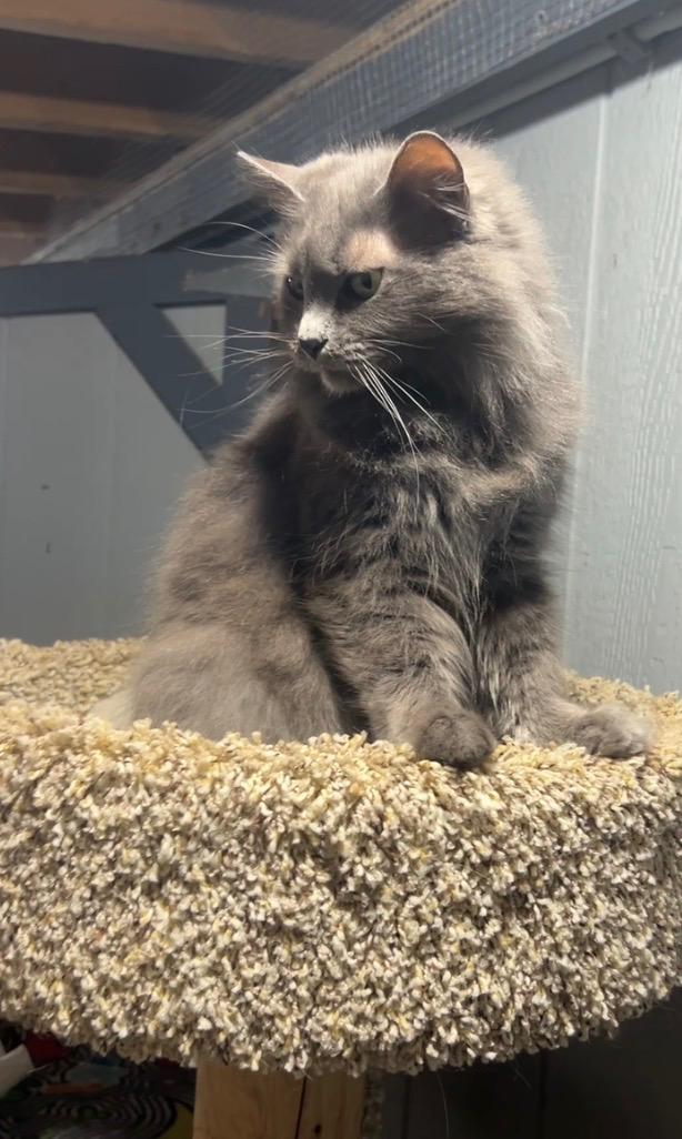 Miss Kitty, an adopted Domestic Long Hair in Ashland, OH image 4/4