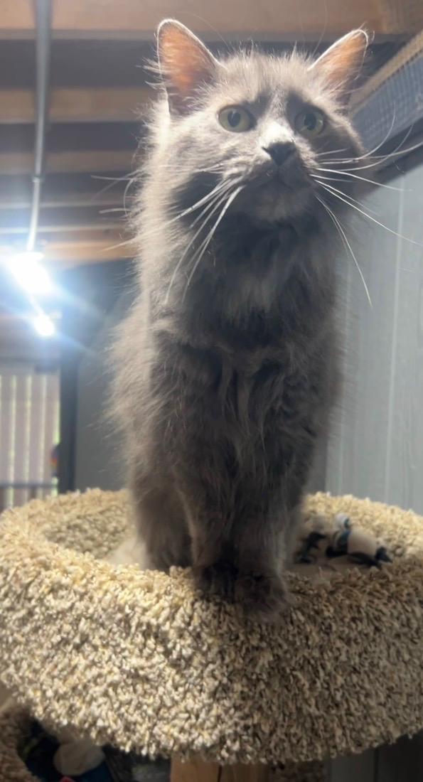 Miss Kitty, an adopted Domestic Long Hair in Ashland, OH image 3/4