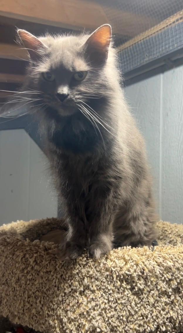 Miss Kitty, an adopted Domestic Long Hair in Ashland, OH image 2/4