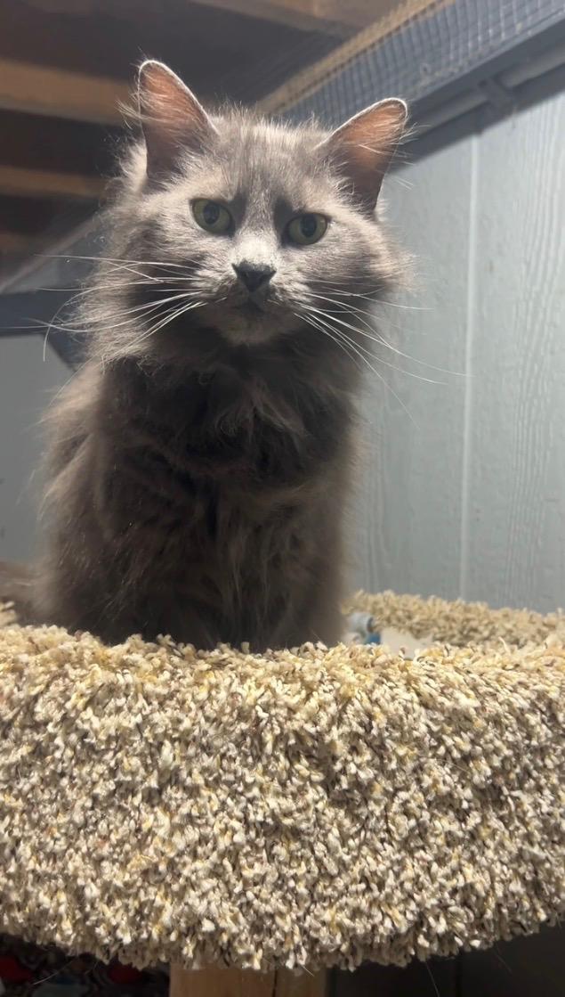 Miss Kitty, adopted, Adult Female Domestic Long Hair.