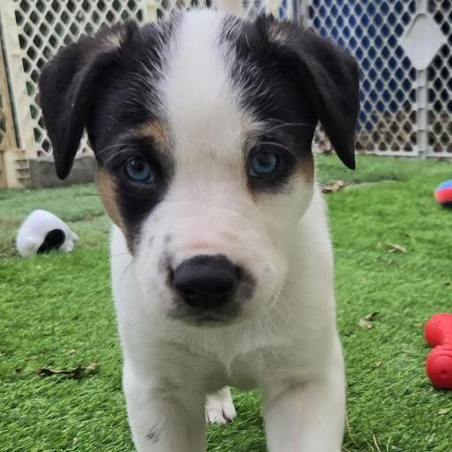 Putter, Adoptable, Puppy Male Mixed Breed & Australian Cattle Dog / Blue Heeler.