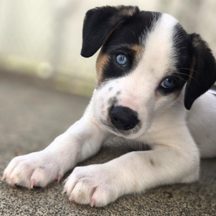 Enlarge Putter, a Adoptable mixed breed in Raleigh, NC image 2/6