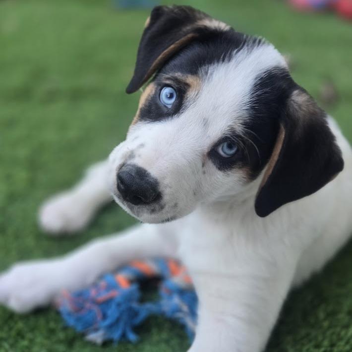 Enlarge Putter, a Adoptable mixed breed in Raleigh, NC image 3/6